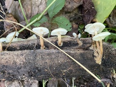 Lentinellus micheneri