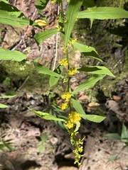 Solidago caesia