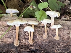 Lentinellus micheneri