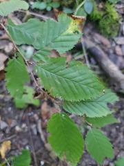 Betula alleghaniensis
