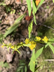Solidago caesia
