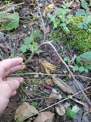 Betula alleghaniensis