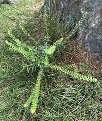 Lepidium densiflorum