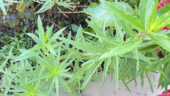 Alternanthera sessilis