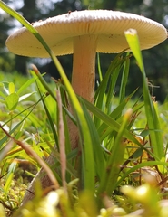 Amanita rhacopus