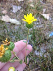 Grindelia hallii