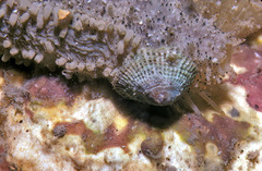 Antisabia imbricata