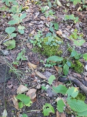 Betula alleghaniensis
