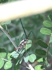 Sphaenothecus bilineatus