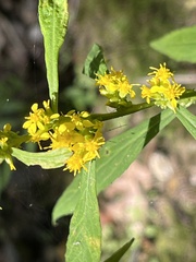 Solidago caesia