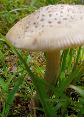 Amanita rhacopus