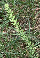 Lepidium densiflorum