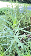 Alternanthera sessilis