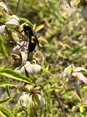 Pygodasis quadrimaculata