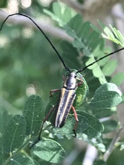 Sphaenothecus bilineatus
