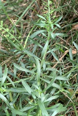 Lepidium densiflorum