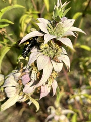 Pygodasis quadrimaculata