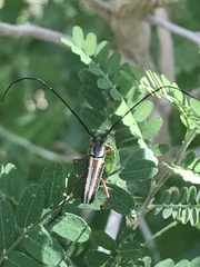 Sphaenothecus bilineatus