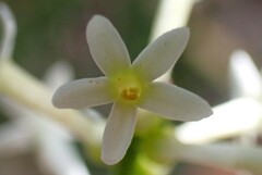 Stackhousia aspericocca