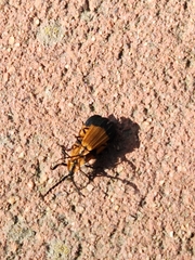 Calopteron