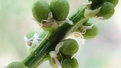 Stackhousia aspericocca