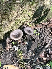 Arrhenia epichysium