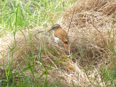 Furnarius leucopus