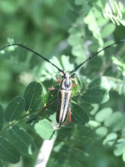 Sphaenothecus bilineatus