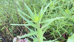 Alternanthera sessilis