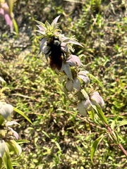 Pygodasis quadrimaculata