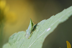 Rhynchomitra microrhina