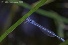 Enallagma doubledayi