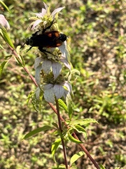 Pygodasis quadrimaculata