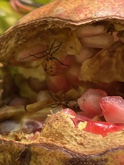 Leptoglossus zonatus