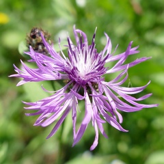Centaurea