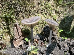 Arrhenia epichysium