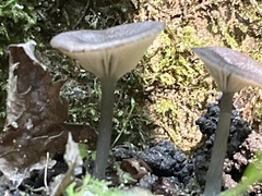 Arrhenia epichysium