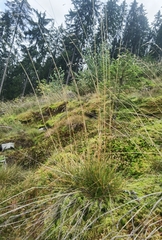 Deschampsia cespitosa