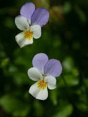 Viola tricolor