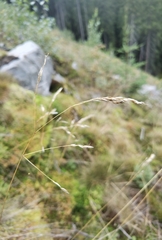 Deschampsia cespitosa
