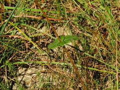 Helianthus atrorubens