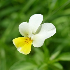 Viola tricolor