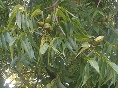 Carya illinoinensis