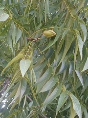 Carya illinoinensis