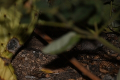 Perognathinae