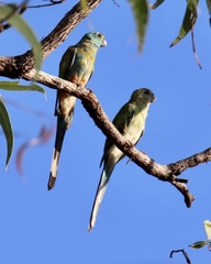 Psephotus chrysopterygius