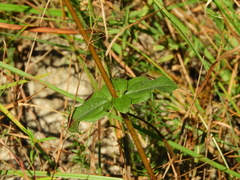 Helianthus atrorubens