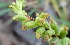 Microtis unifolia