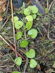 Nertera dichondrifolia