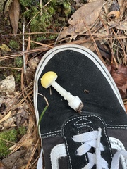 Amanita